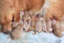 Беременность и  роды кошек и собак